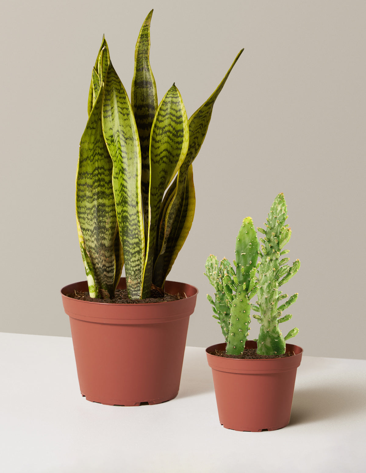 planting pot for ledges and sills Set & Forget Plant Duo | Plant Bundles for Delivery