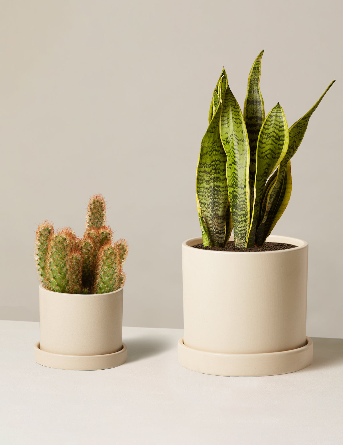 bundle | Small & Medium | Hyde | Cream