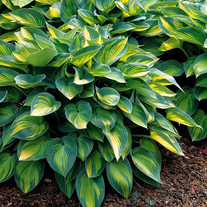 June Hosta