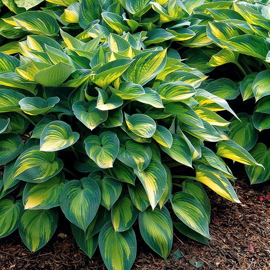 June Hosta