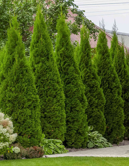 Junior Giant Thuja Tree
