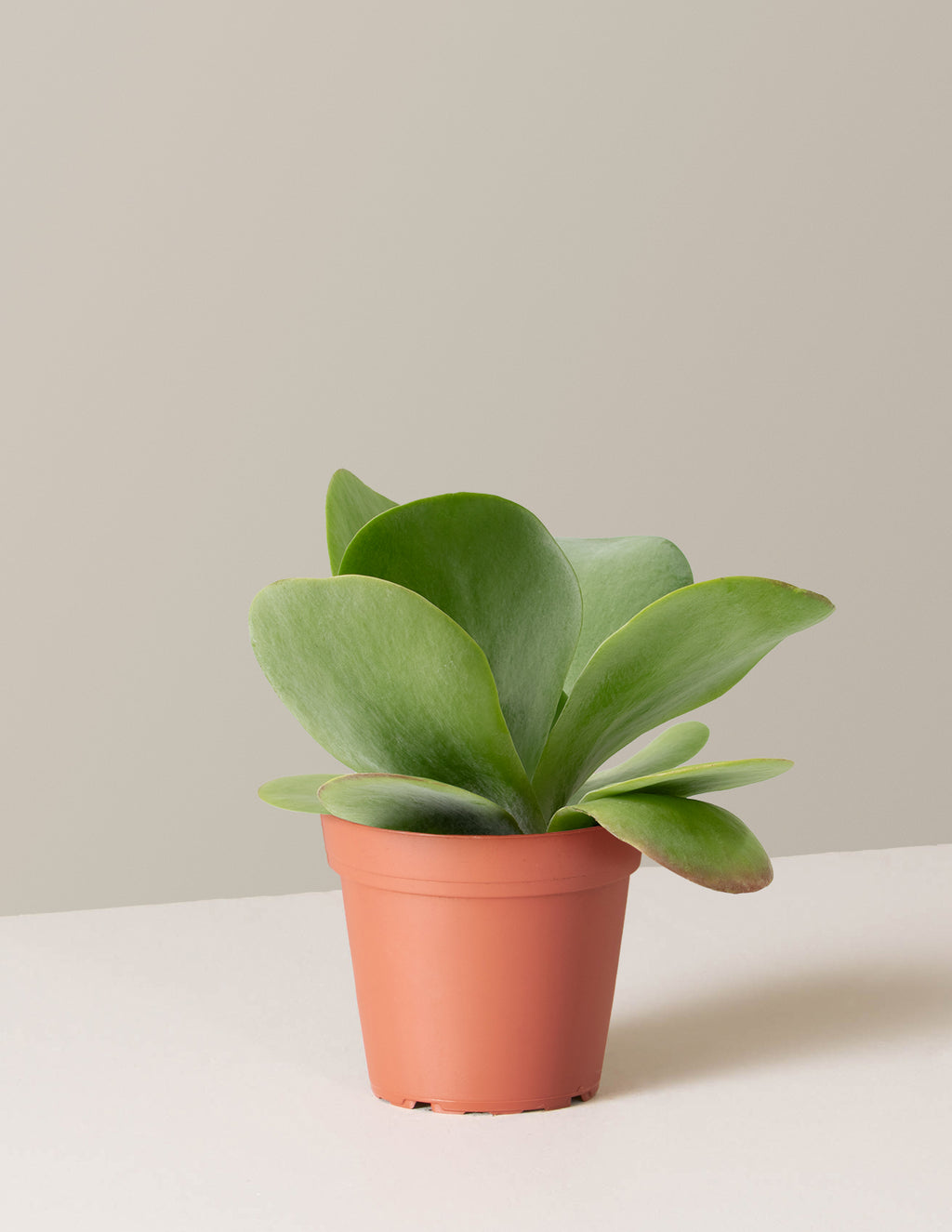 bundle | Small | Grow Pot
