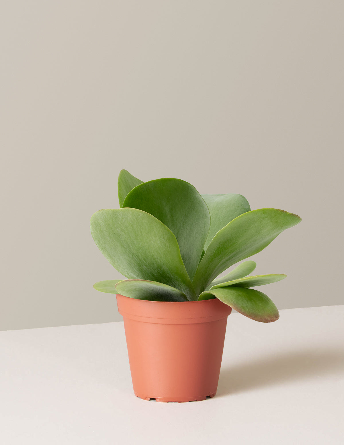 bundle | Small | Grow Pot