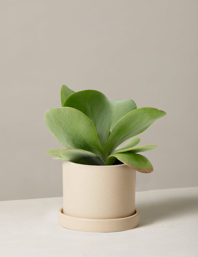 flapjack succulent for sale Kalanchoe Flapjack | Houseplants for Delivery