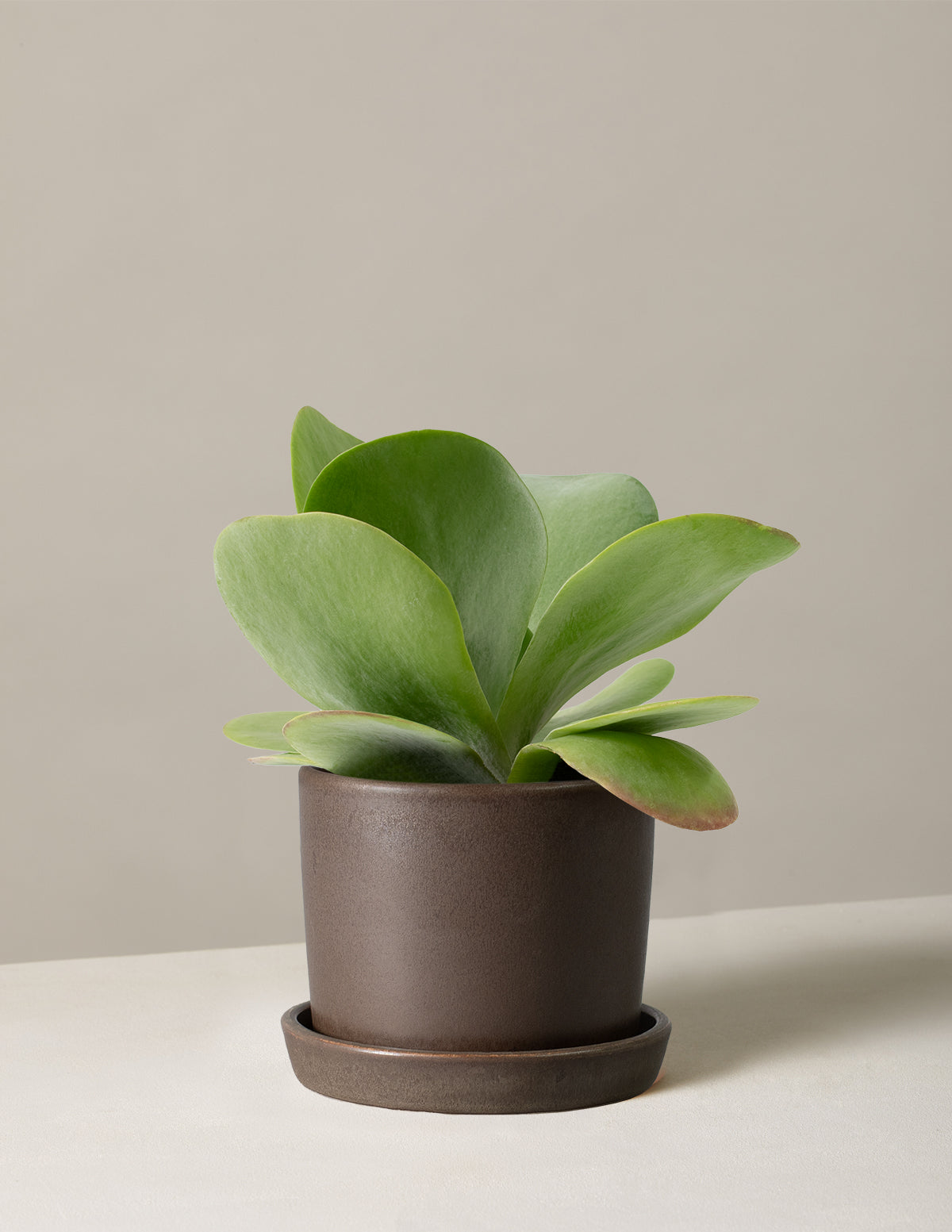 Kalanchoe Flapjack | Houseplants for Delivery