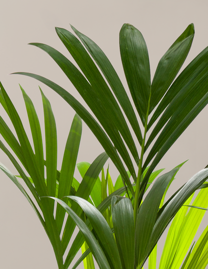 Hawaiian Kentia Palm