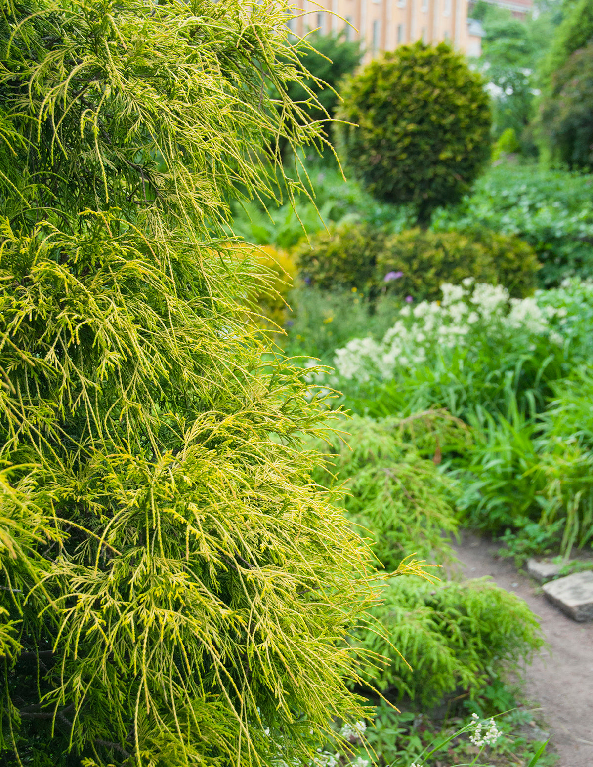 King's Gold Threadbranch Cypress