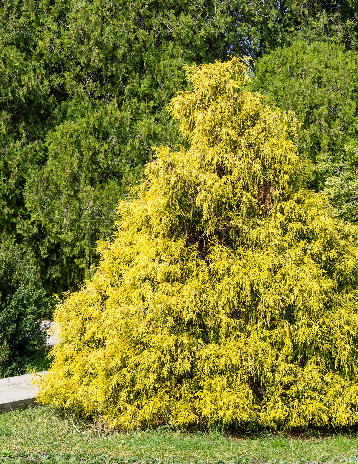 King's Gold Threadbranch Cypress
