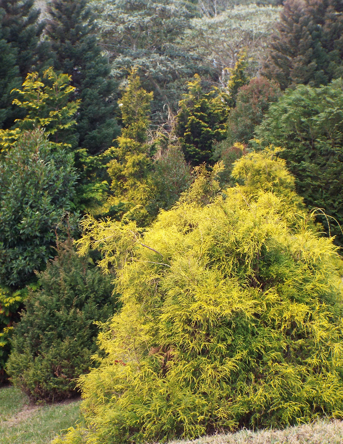 King's Gold Threadbranch Cypress