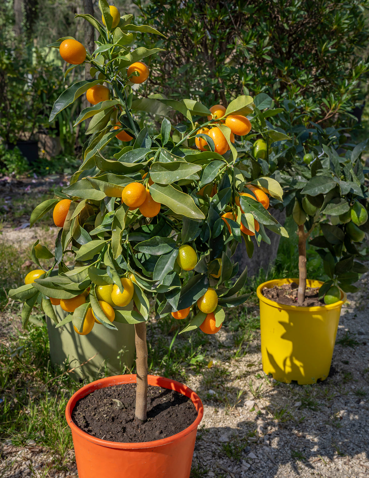 Fukushu Kumquat Tree