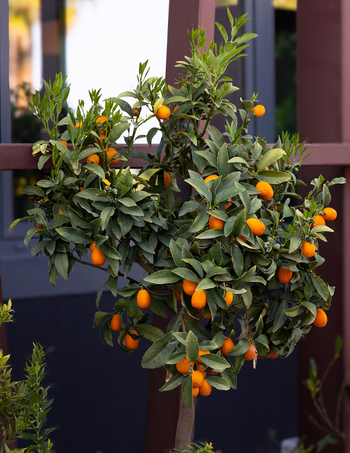 Nagami Kumquat Tree