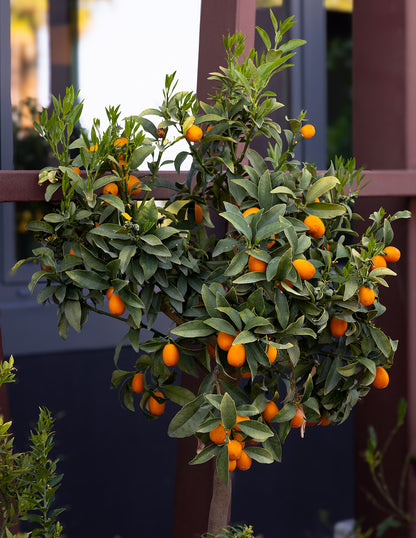 Nagami Kumquat Tree