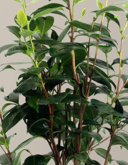LA Peppermint Camellia