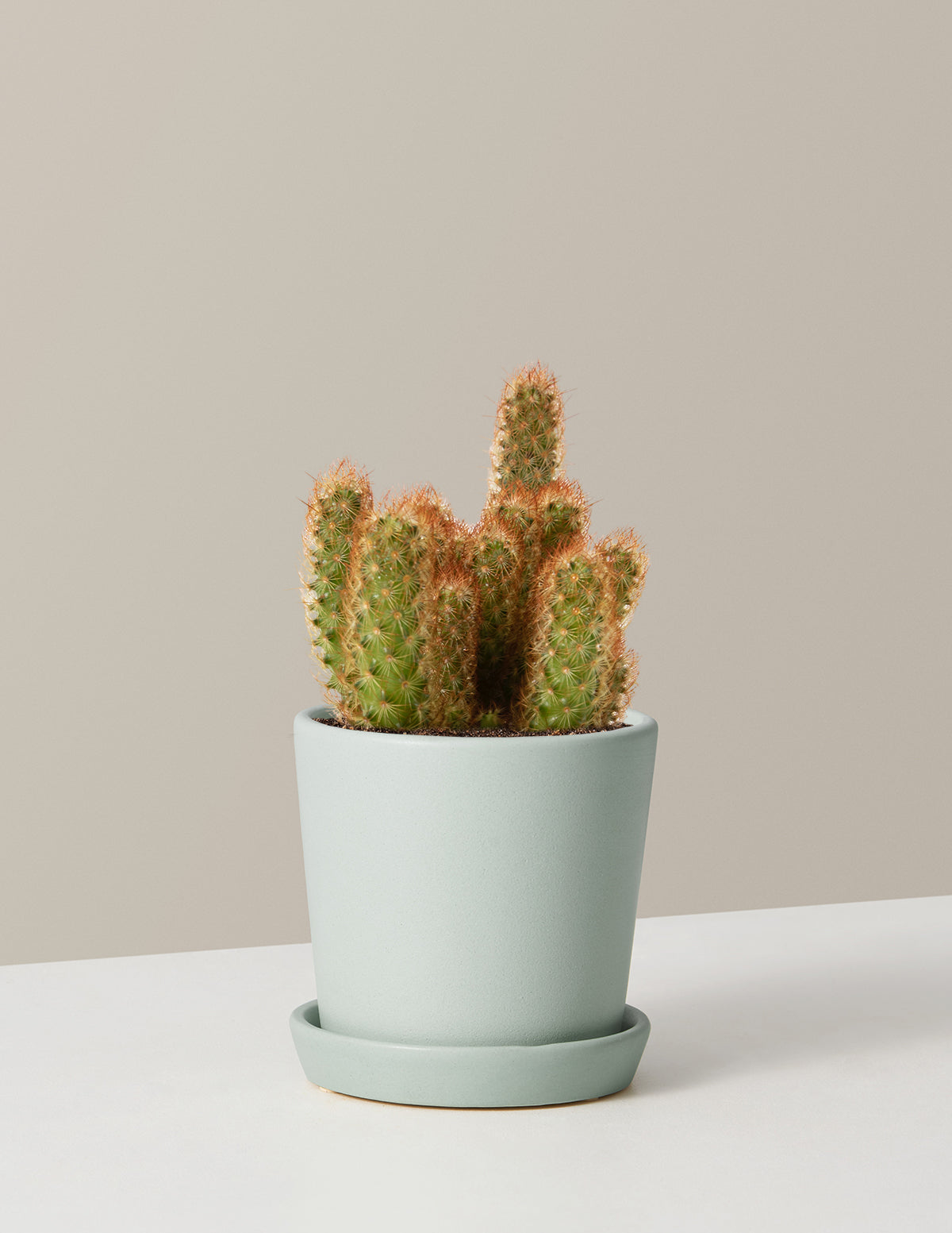 Mini Captus Mini Cactus Desktop Wallpaper Mini Cactus