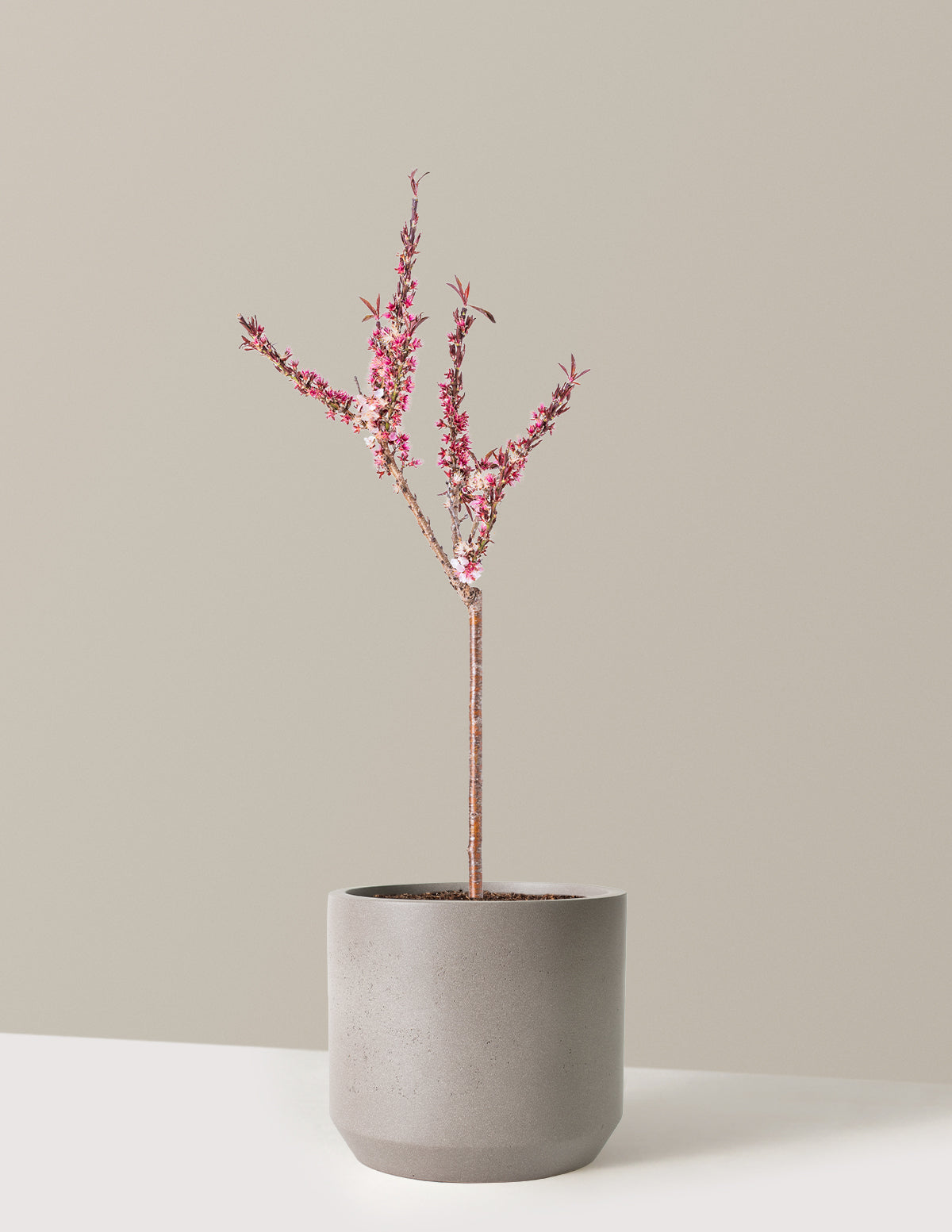 Bonfire Patio Peach Plant