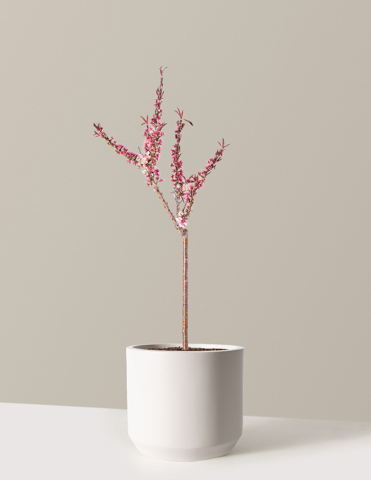 Bonfire Patio Peach Plant