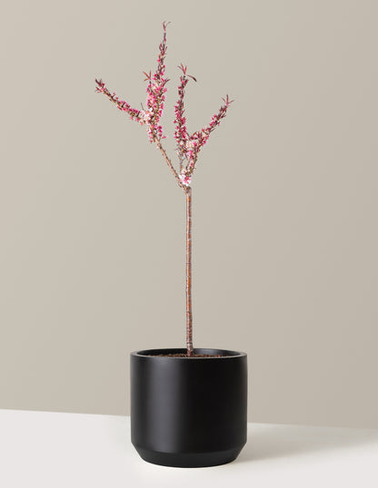 Bonfire Patio Peach Plant
