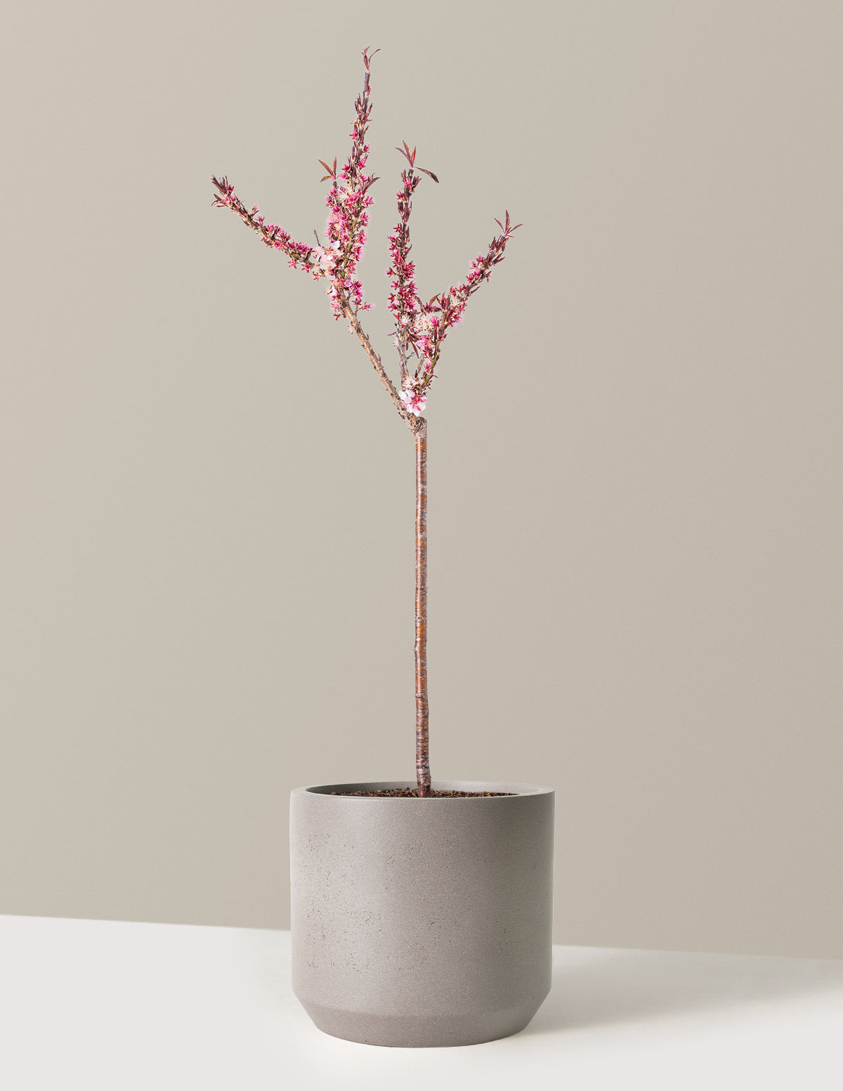 bonsai peach tree for sale Bonfire Patio Peach Plant with Planter | 2-3 ft. | Mexia