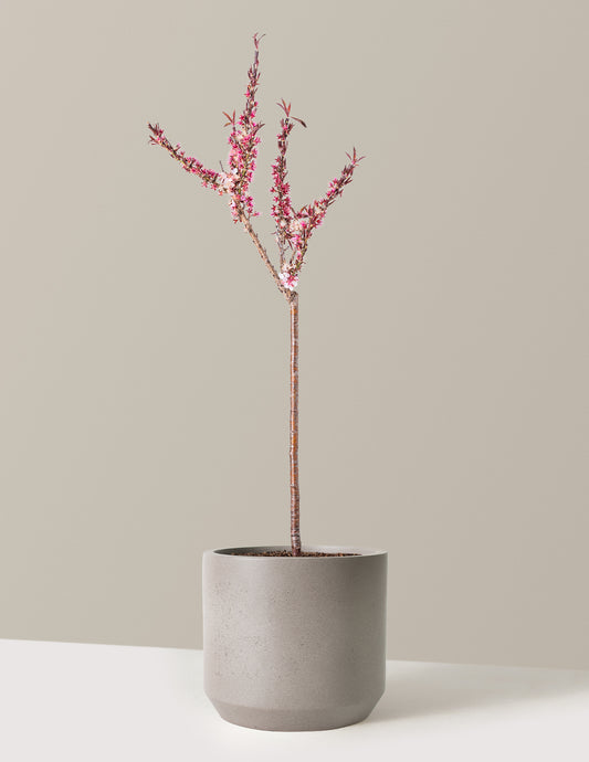 Bonfire Patio Peach Plant