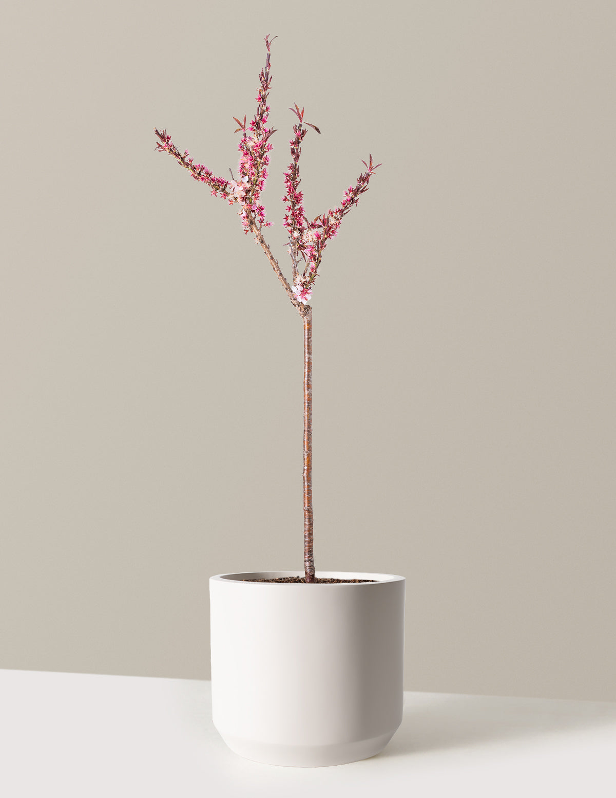 Bonfire Patio Peach Plant