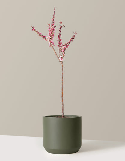 Bonfire Patio Peach Plant