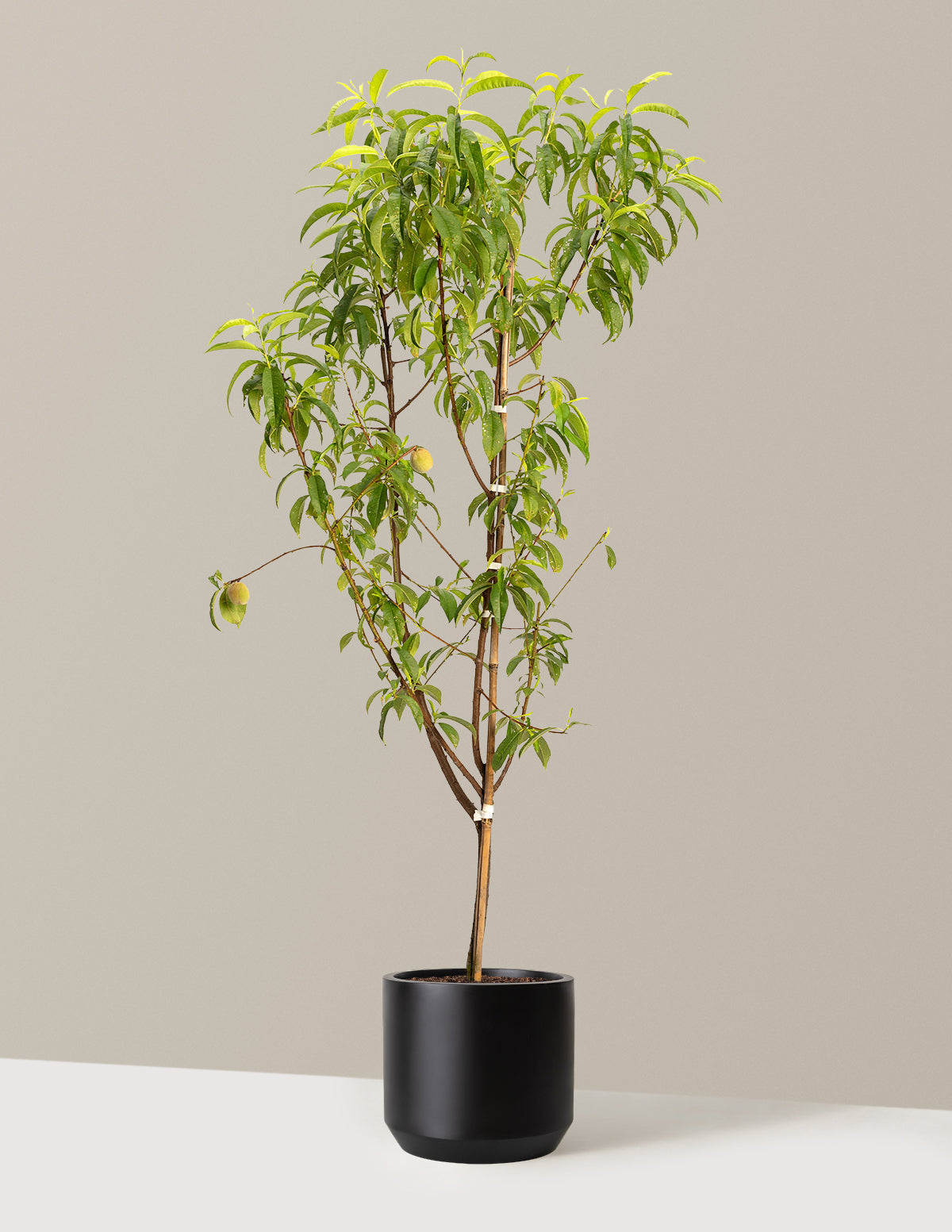 4-in-1 Peach Tree