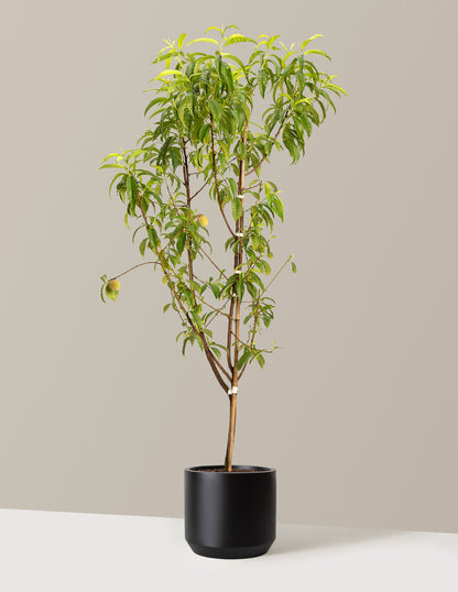 Multi-Fruit Peach Tree