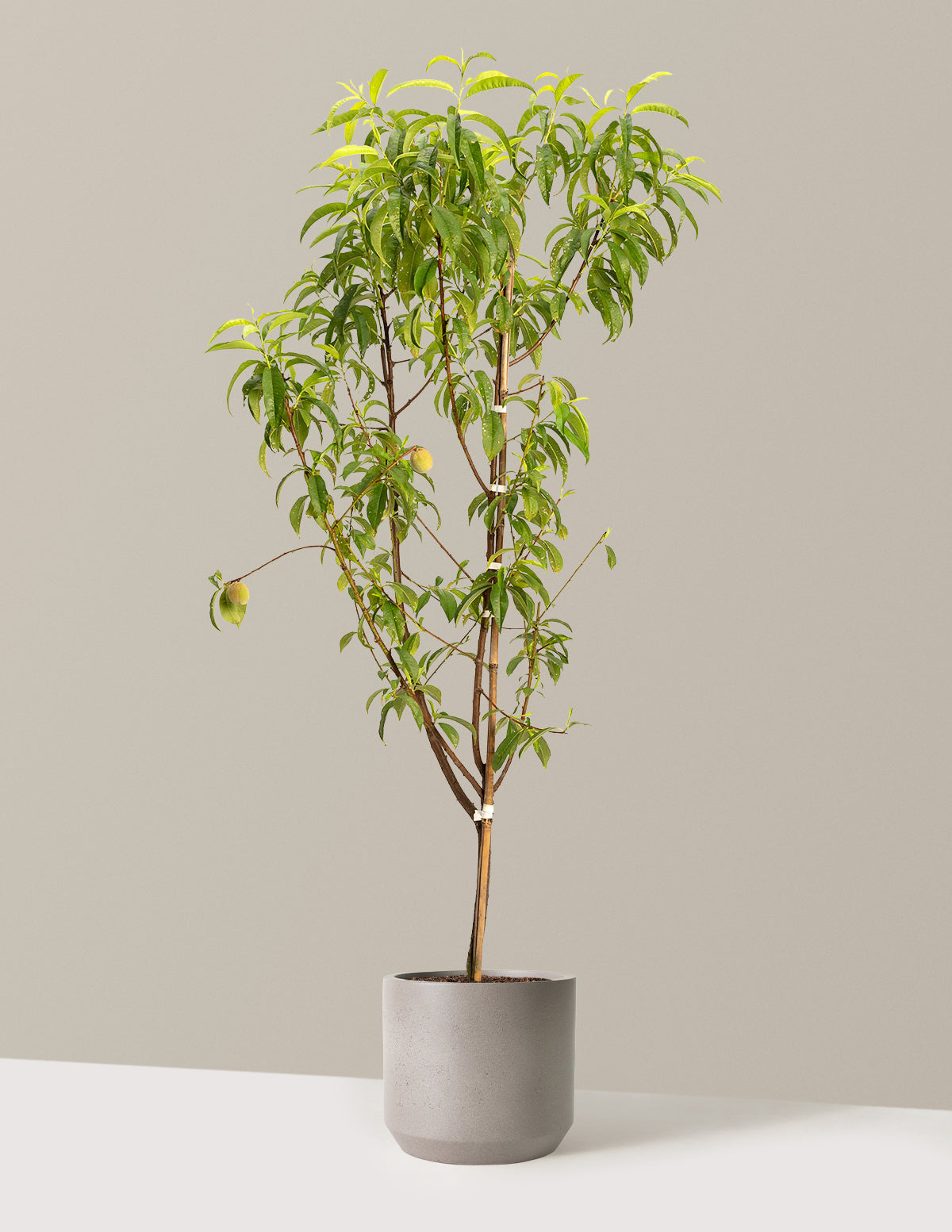 bundle | 3-4 ft. | Mexia | Cement Grey