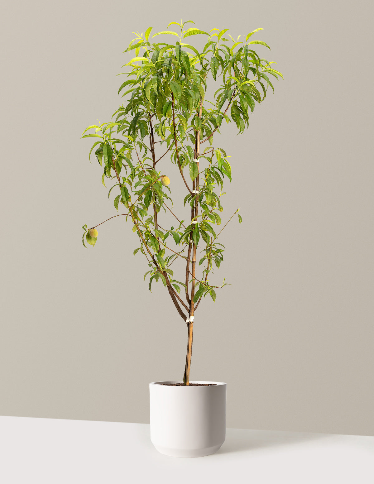 4-in-1 Peach Tree