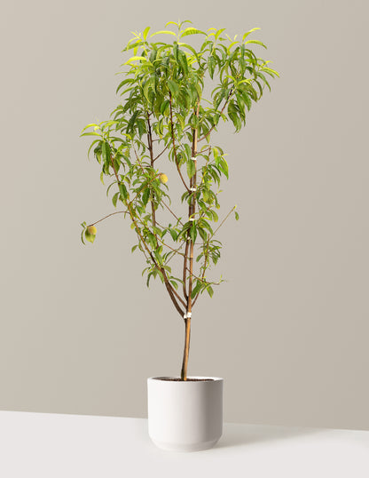 Multi-Fruit Peach Tree