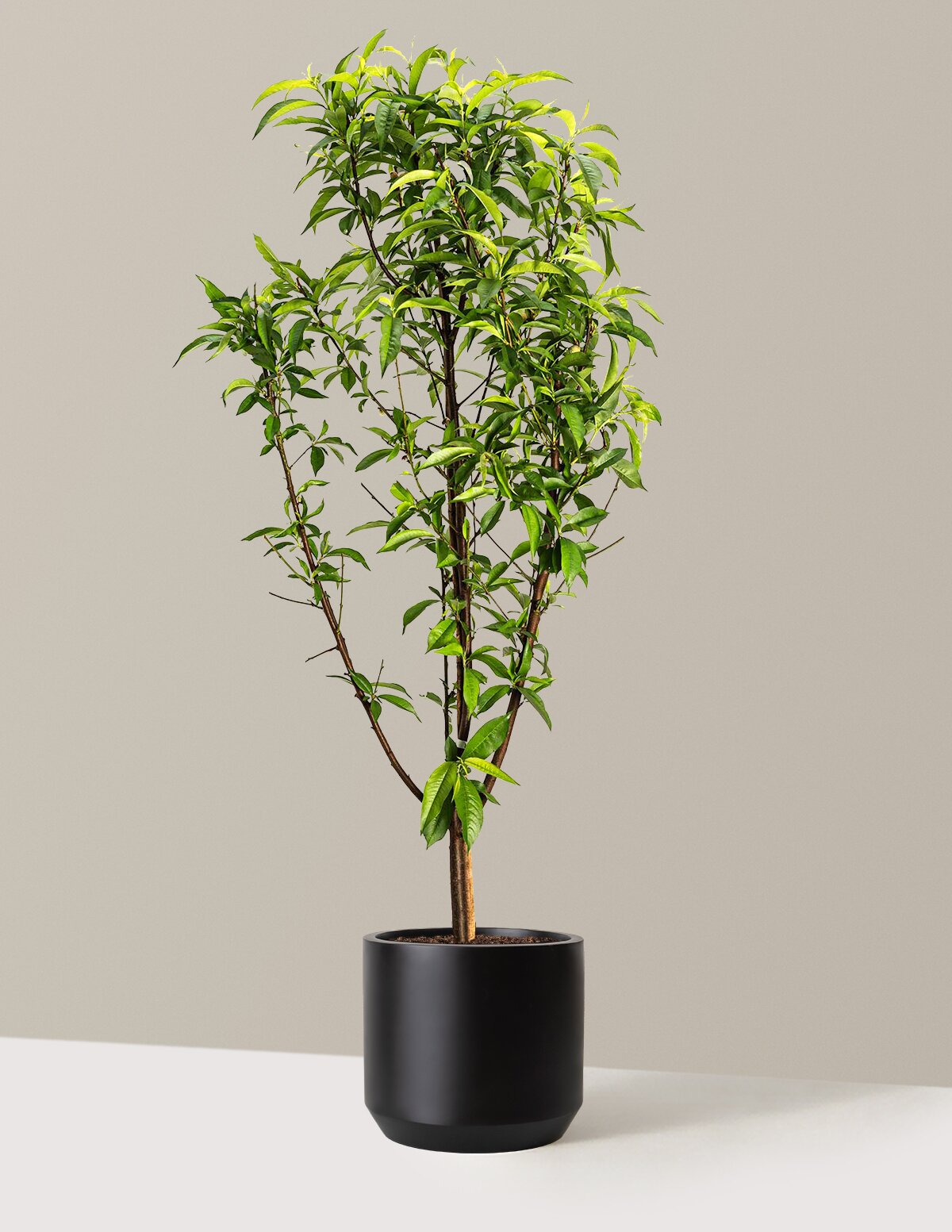 Multi-Fruit Peach Tree