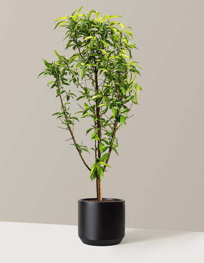 Multi-Fruit Peach Tree