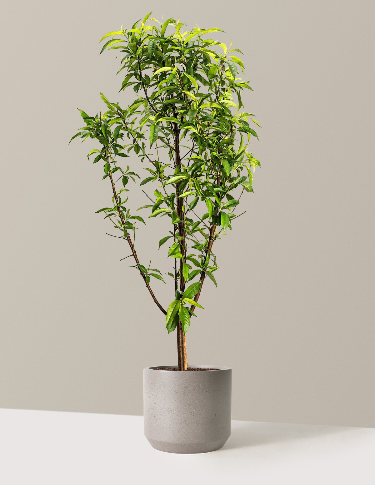 Multi-Fruit Peach Tree