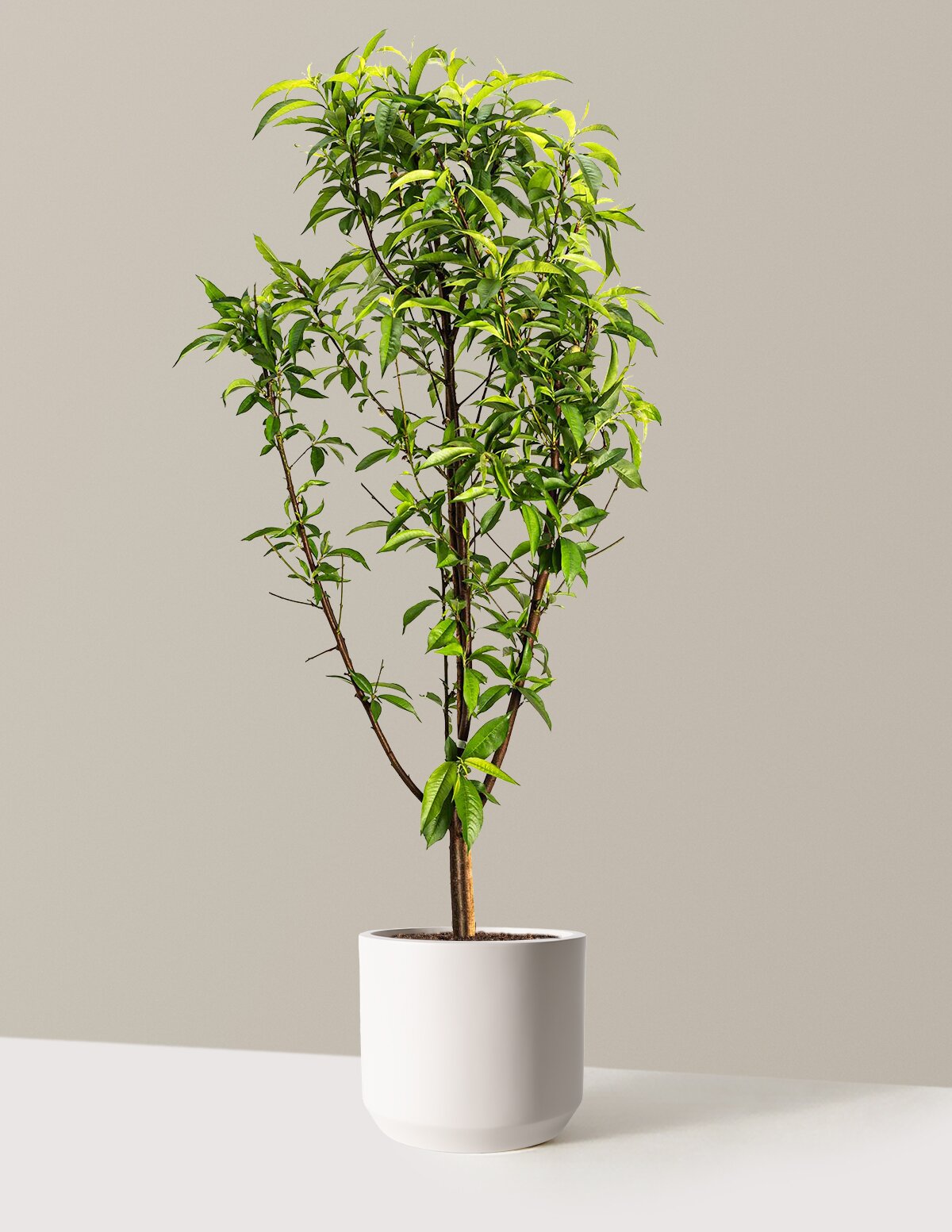 Multi-Fruit Peach Tree