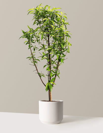 Multi-Fruit Peach Tree