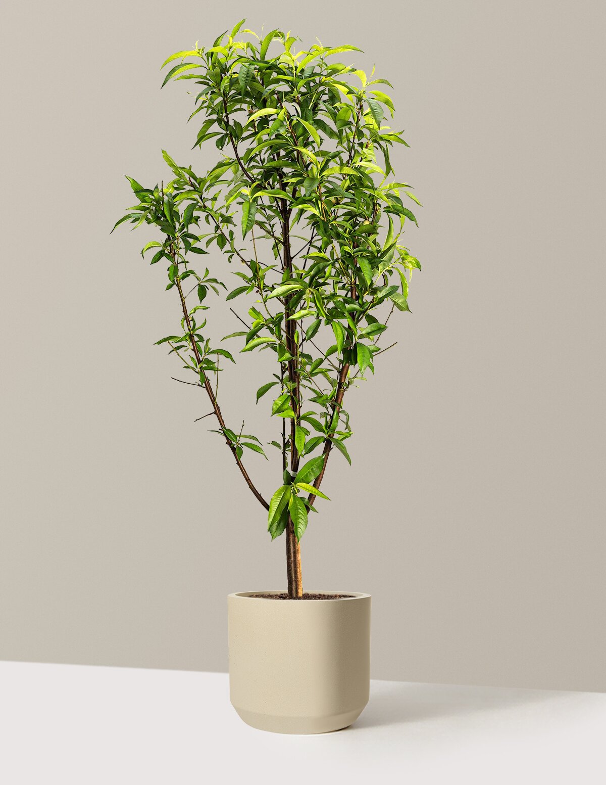 Multi-Fruit Peach Tree