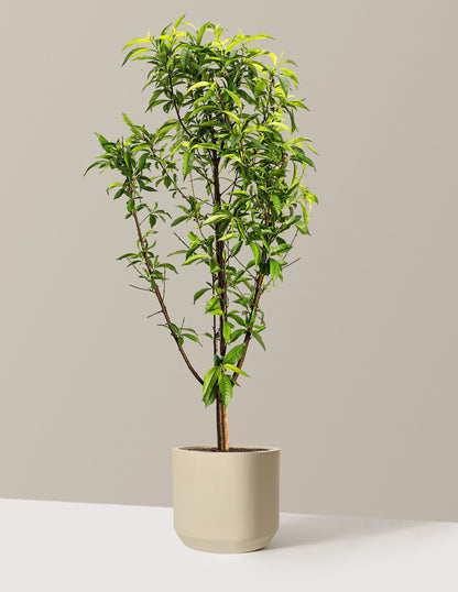 Multi-Fruit Peach Tree