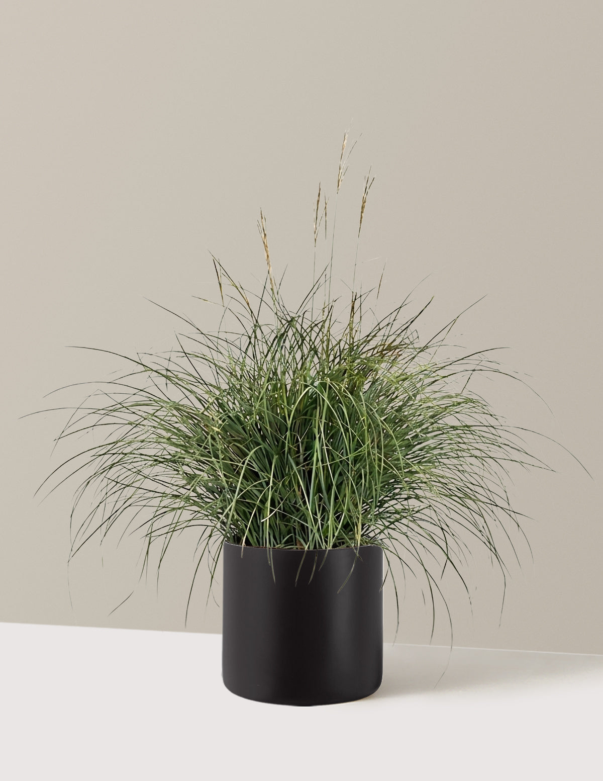 Adagio Maiden Grass