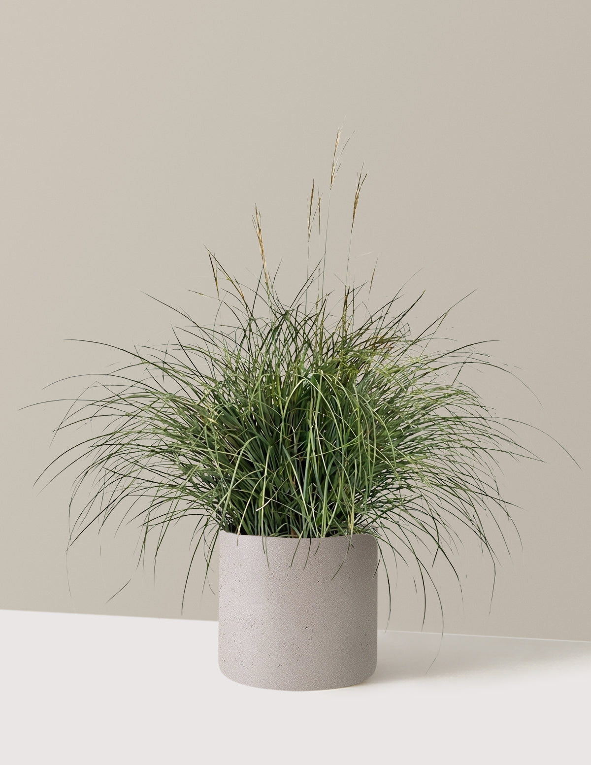 Adagio Maiden Grass