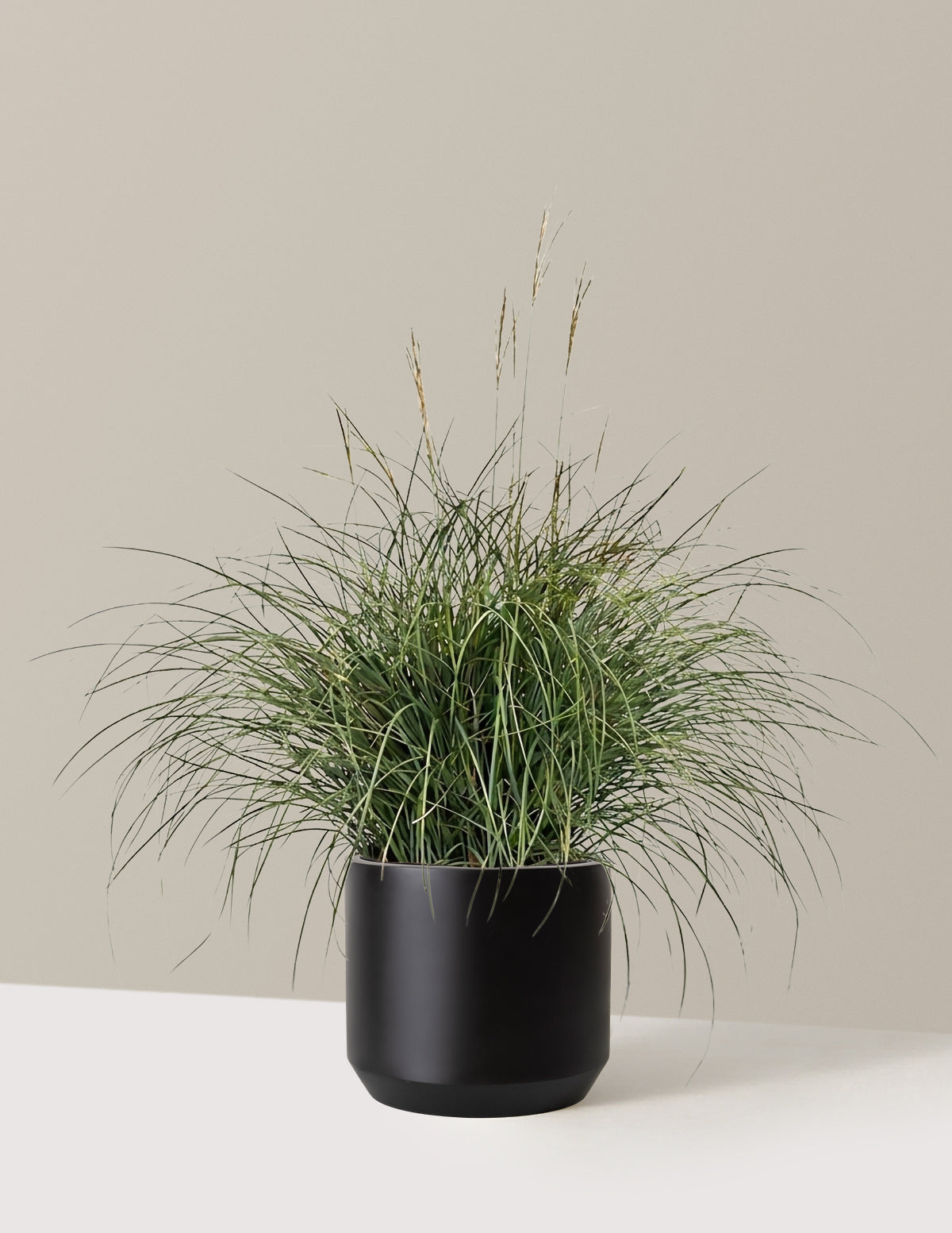 Adagio Maiden Grass