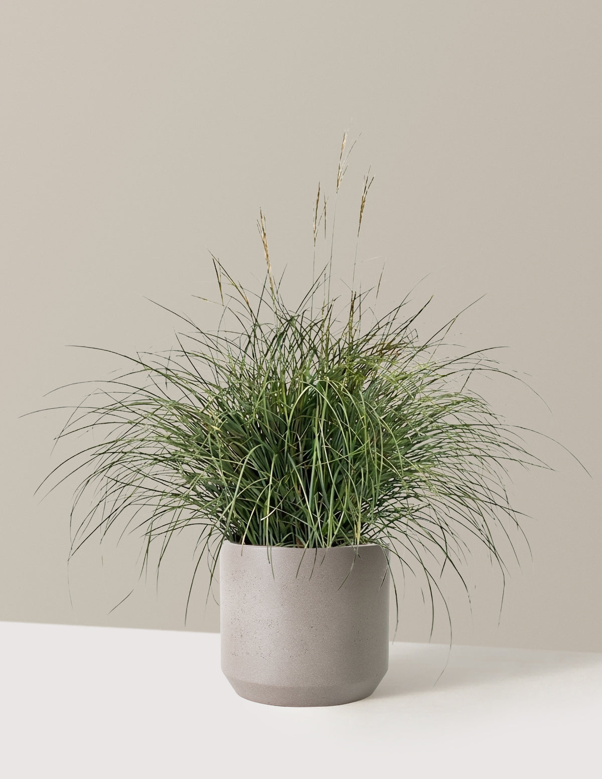 Adagio Maiden Grass