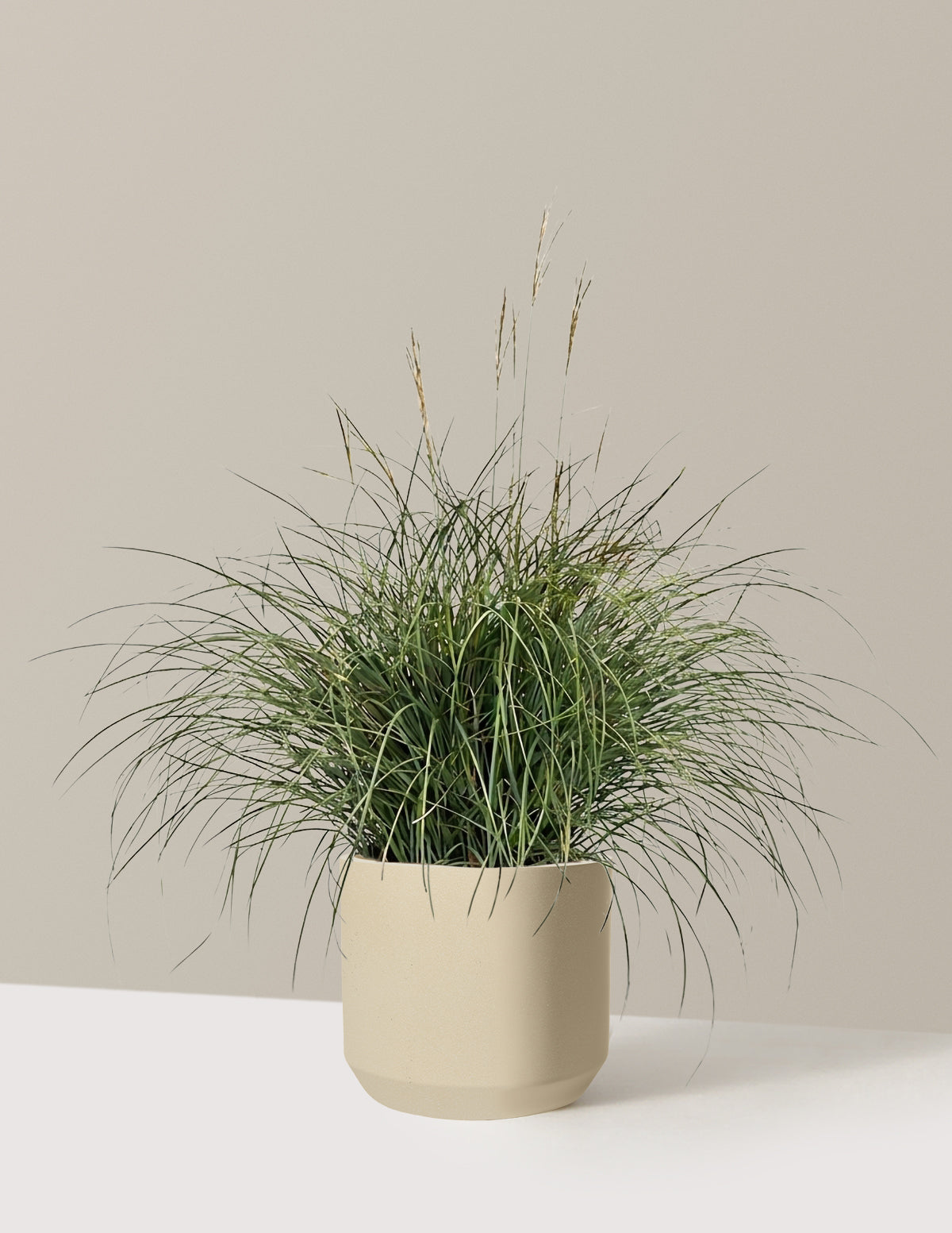 Adagio Maiden Grass