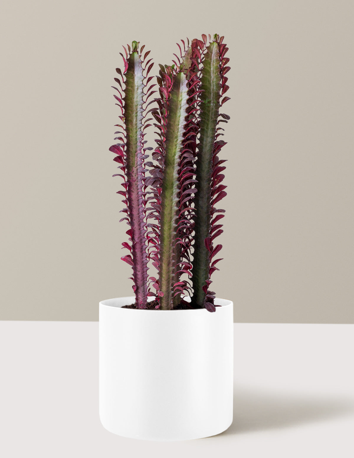house plants with milky sap African Milk Tree Houseplant - Medium (10-18" tall) Grow Pot
