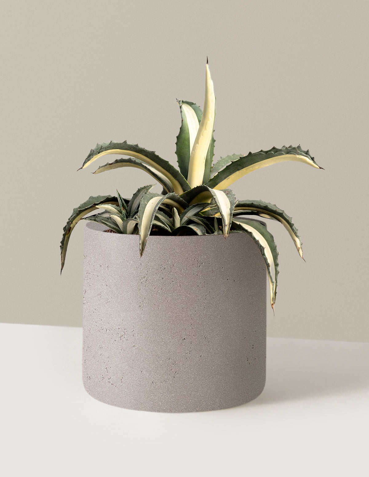 Agave Americana Mediopicta Alba