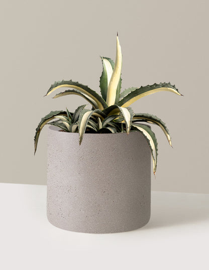 Agave Americana Mediopicta Alba
