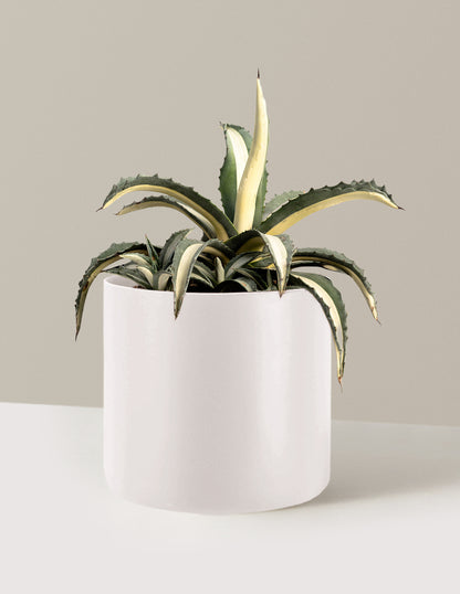 Agave Americana Mediopicta Alba