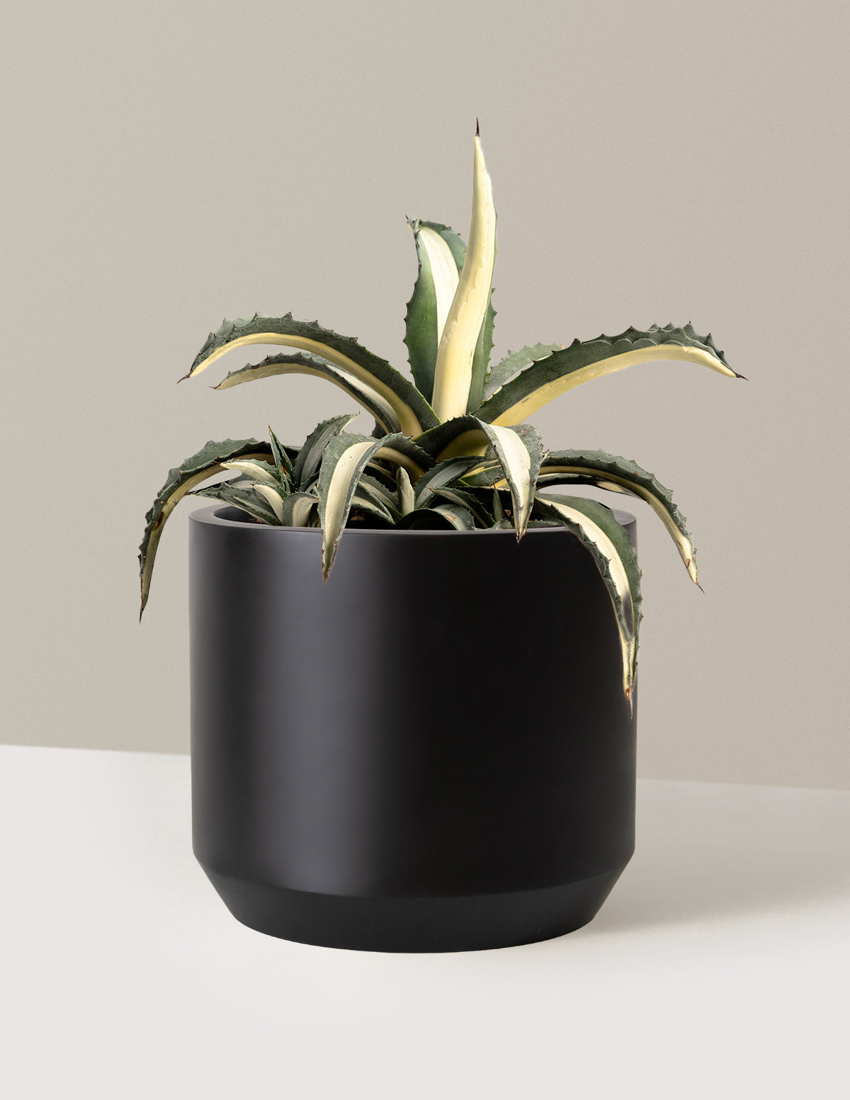 Agave Americana Mediopicta Alba
