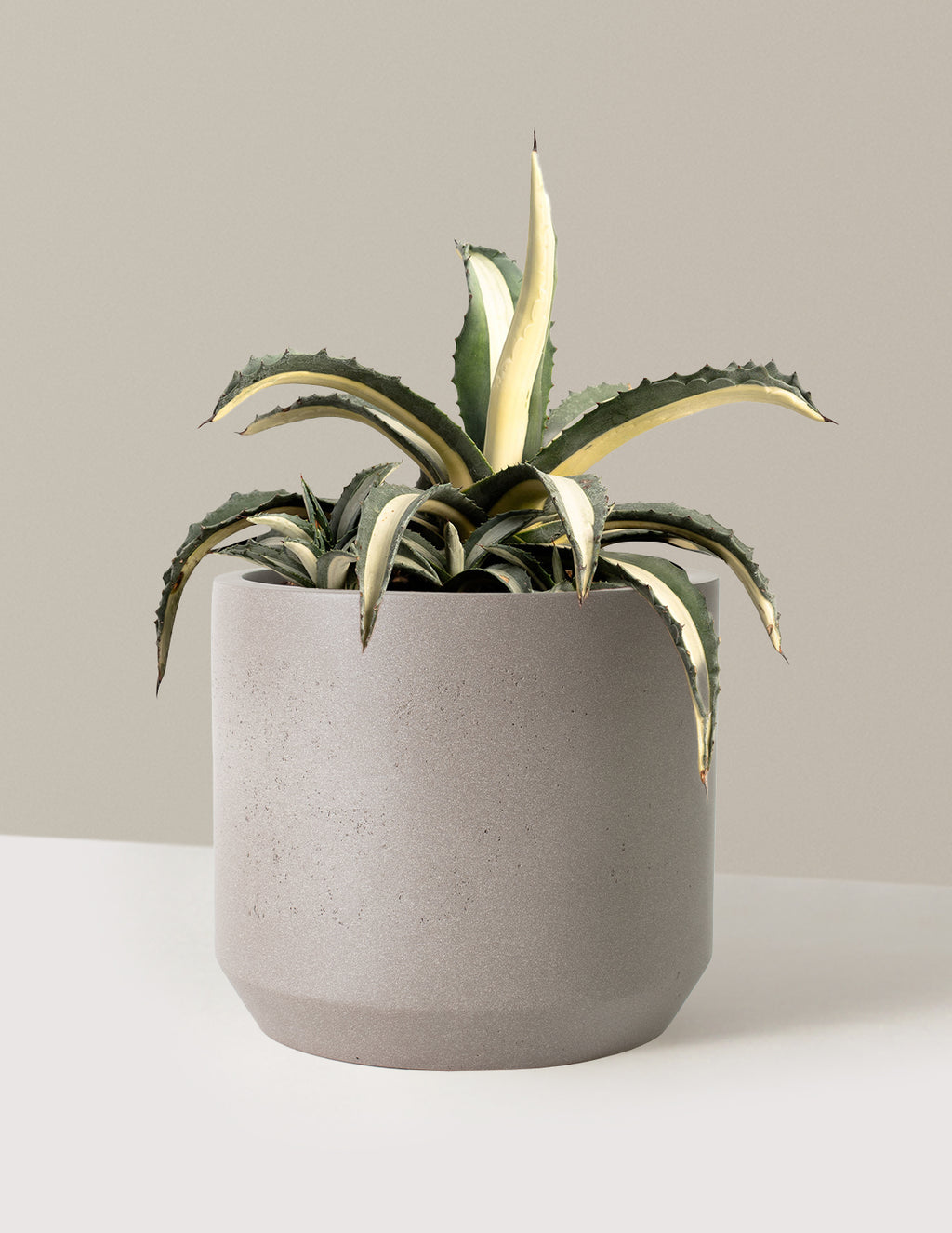 bundle | 3 Gallon | Mexia | Cement Grey