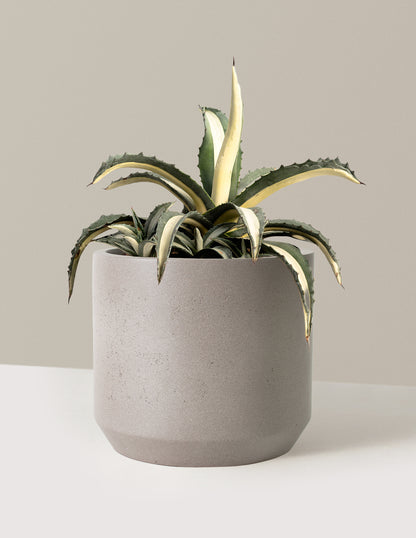 Agave Americana Mediopicta Alba