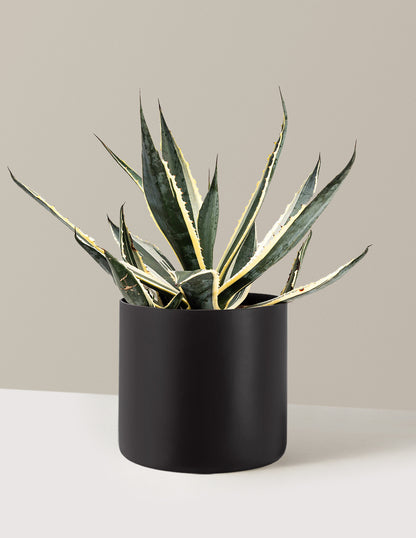 Agave Americana Variegata